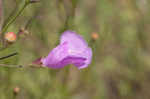 San Antonio false foxglove